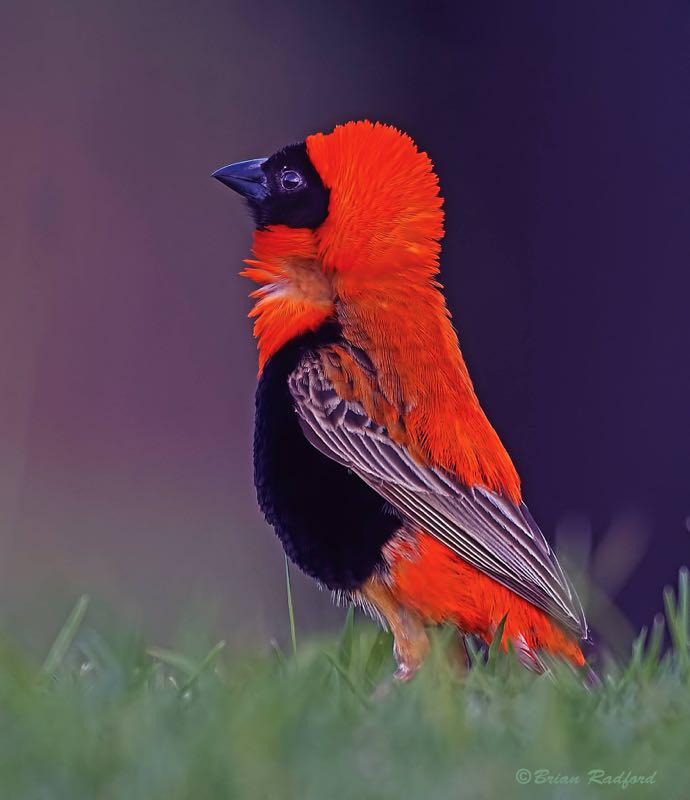 Southern Red Bishop