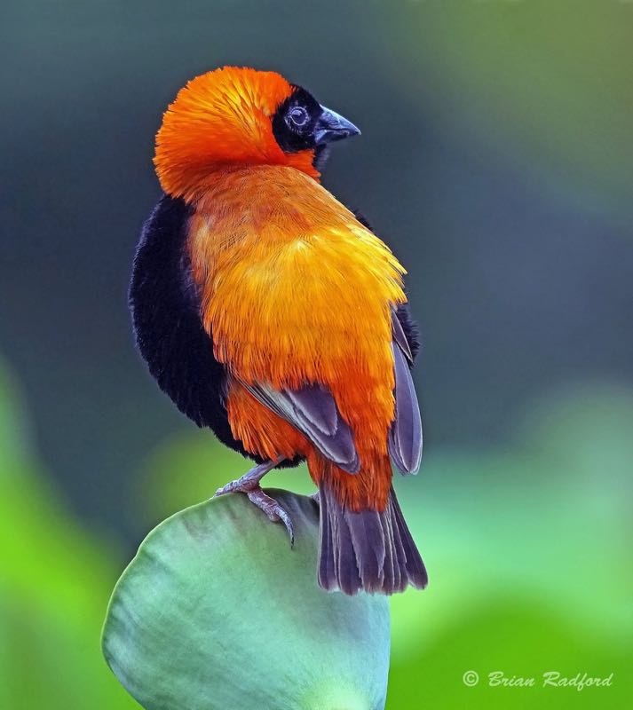 Southern Red Bishop