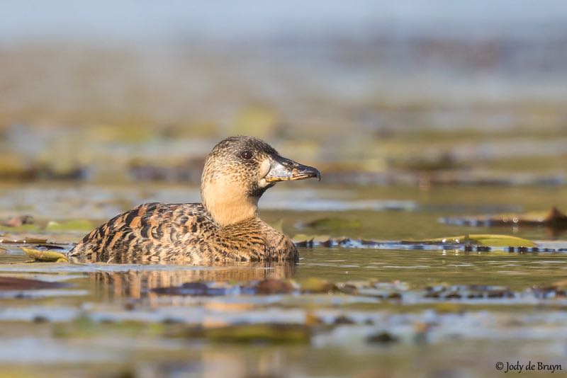 White-backed Duck