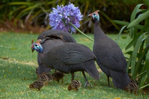 Perlhuhn