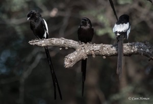 Magpie Shrike