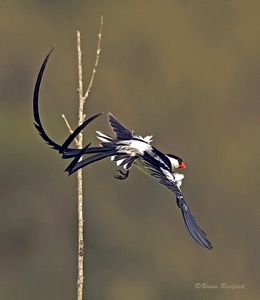 Pin-tailed Whydah