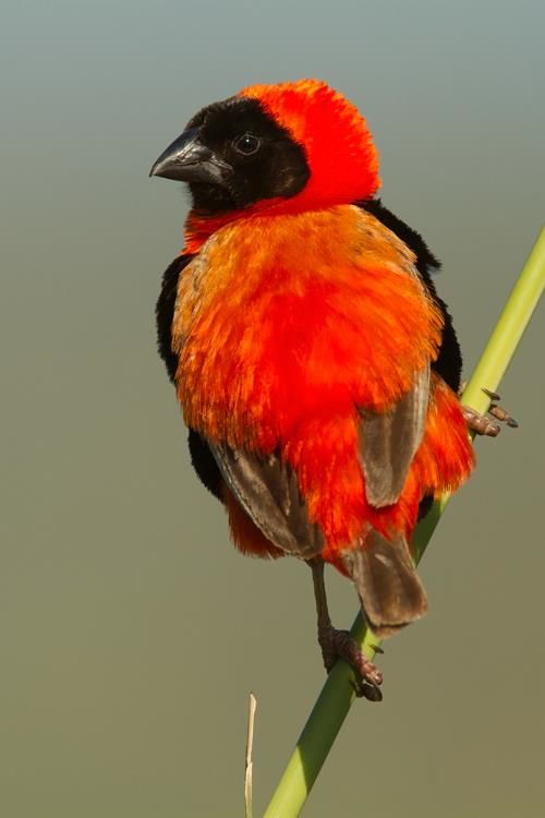 Southern Red Bishop