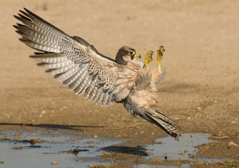 Lanner Falcon