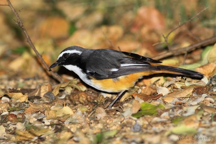 White-throated Robin-Chat