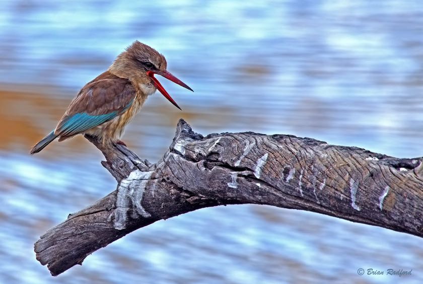 Brown-hooded Kingfisher