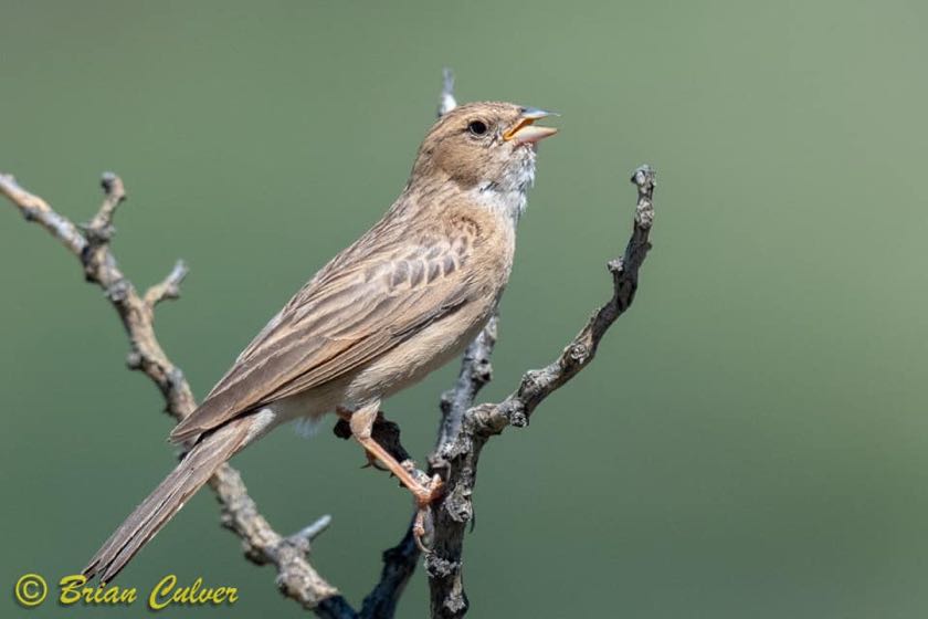 Lark-like Bunting