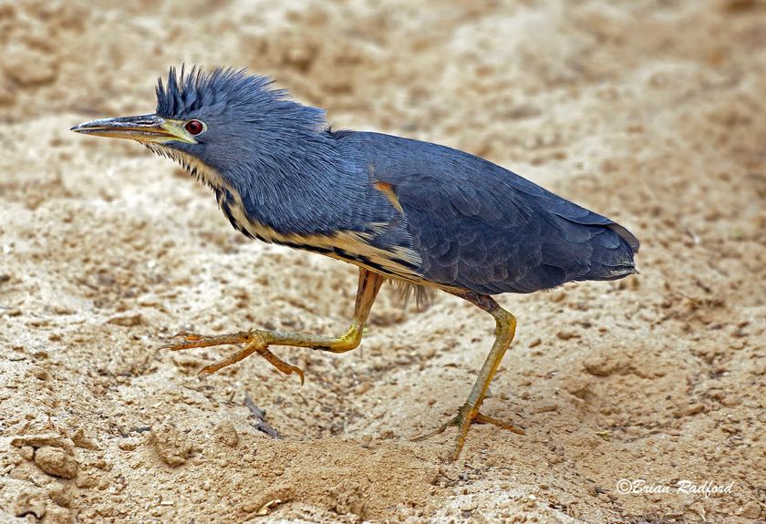 Dwarf Bittern at Nossob