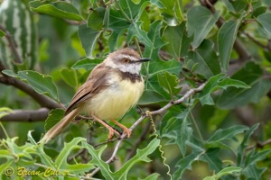 Black-chested Prinia