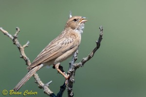 Lark-like Bunting
