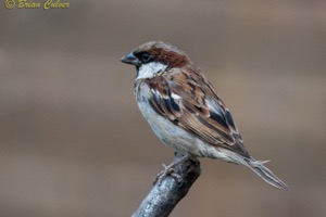 Male House Sparrow