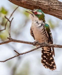 Diderick Cuckoo