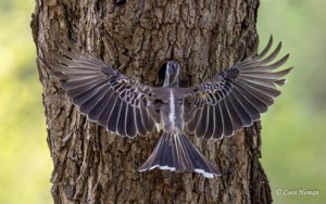 African Grey Hornbill