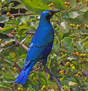 Greater Blue-eared Starling