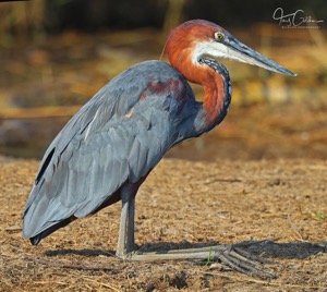 Goliath Heron