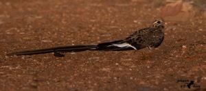 Pennant-winged Nightjar
