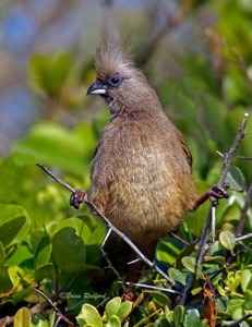Speckled Mousebird