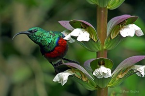 Greater Double-collared Sunbird