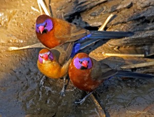 Violet-eared Waxbill
