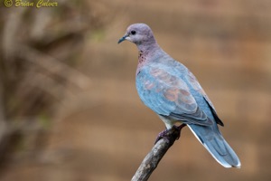 Laughing Dove