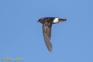 Little Swift