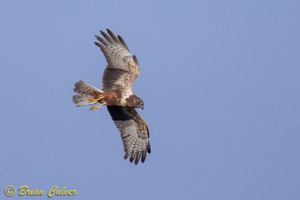 African Marsh Harrier