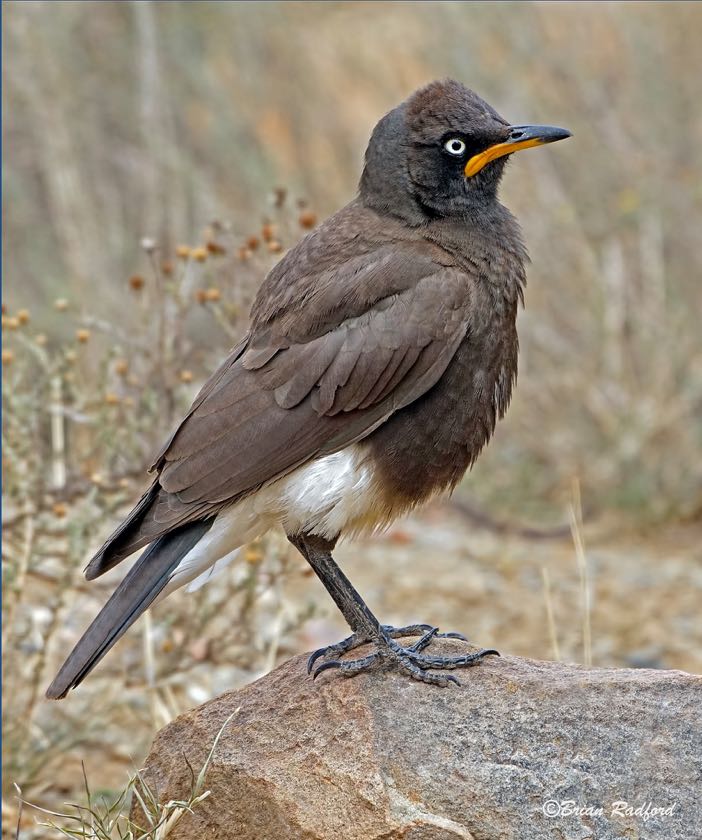 Pied Starling