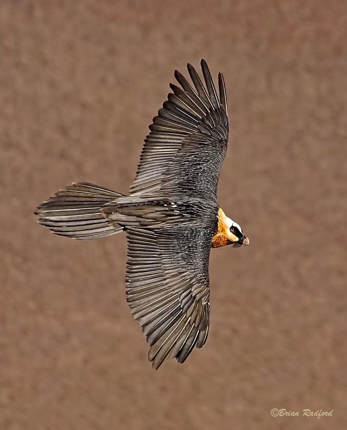 Bearded Vulture