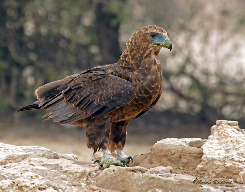 Bateleur (juvenile)