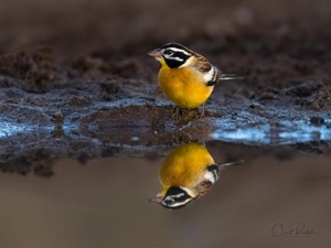 Golden-breasted Bunting