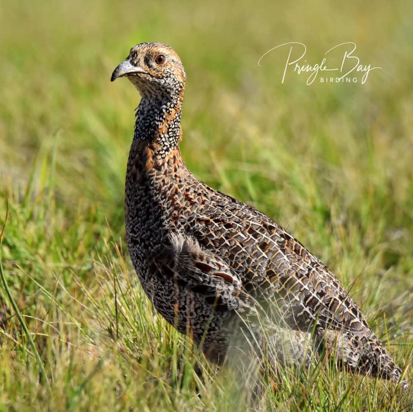 Grey-winged Francolin