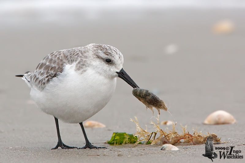 Adult Sanderling (ssp. alba ) in non-breeding plumage