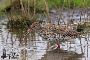Common Redshank in breeding plumage