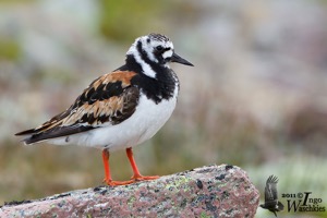 Adult Ruddy Turnstone in breeding plumage