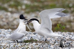 Sandwich Tern