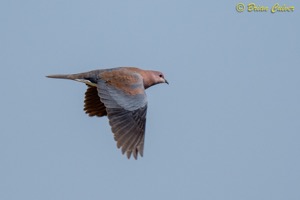 Laughing Dove