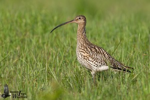 Eurasian Curlew