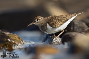 Common Sandpiper
