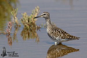 Wood Sandpiper