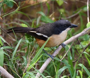 Southern Boubou