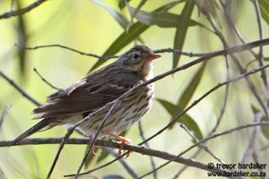 Tree Pipit