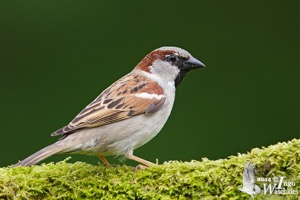 House Sparrow