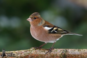 Common Chaffinch