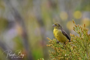 Cape Siskin