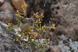 Cape Siskin in Rooiels, Western Cape