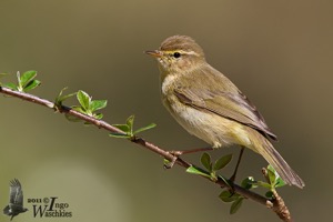 Willow Warbler