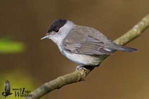 Adult male Eurasian Blackcap