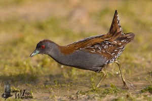 Adult Baillon's Crake