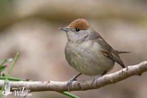 Adult female Eurasian Blackcap
