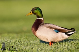 Adult Male Mallard
